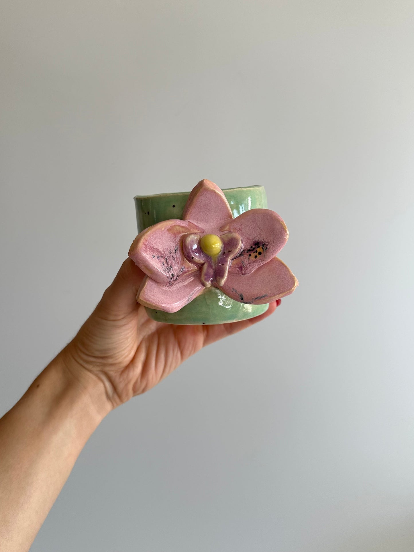 Orchid - Freddo Cup